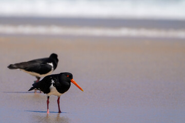 Two oyster catchers on the beach