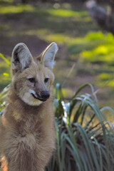 Portrait of a maned wolf