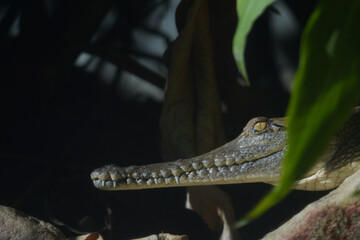 Portrait of the head of a baby crocodile
