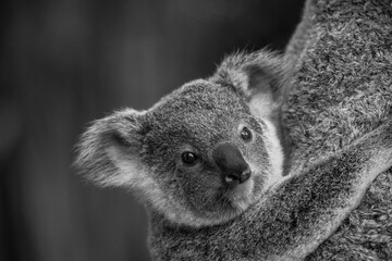 Close up portrait of a koala bear in the zoo © Katherine
