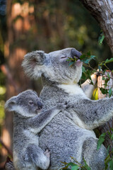 Koala bear and baby in the zoo © Katherine
