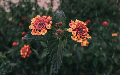 Lantana flower