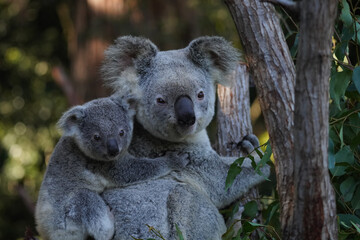 Koala bear and baby in the zoo