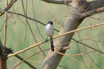 Long-tailed Shrike