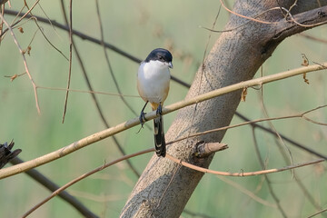Long-tailed Shrike