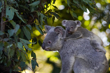 Koala bear and baby in the zoo © Katherine