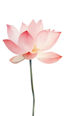 PNG A minimalist watercolor lotus flower in pale pink, standing calm and serene