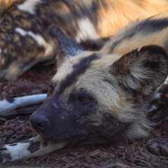 African wild dogs at the zoo