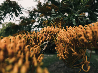Fototapeta premium Grevillea flower