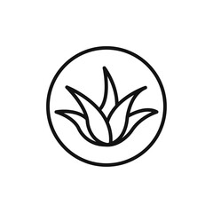 Fototapeta premium Aloe vera icon vector line logo art