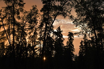 sunset in the forest