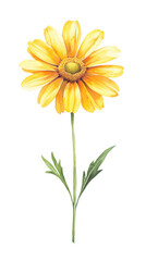 Fototapeta premium PNG A bright yellow daisy with clean watercolor petals and a simple green stem