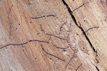 Close-up Image of Intricate Wood Textures Showing Natural Patterns Created by Insect Activity and Wood Decay on a Rustic Wooden Surface