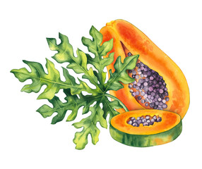 Watercolor papaya tropical fruit hand drawn isolated. Papaya illustration for packaging, textile, bernddesign etc.  Pawpaw tropical fruit tropical fruit group