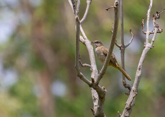 Streak-eared bulbul (Pycnonotus conradi)