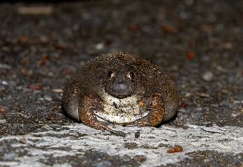 Blunt-headed burrowing frog (Glyphoglossus molossus)