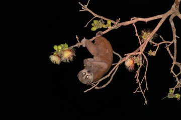 Bengal slow loris (Nycticebus bengalensis)