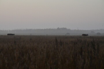 Foggy morning on the farm