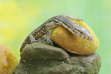 A young salvator monitor lizard hunts for small insects on a moss-covered rock. This reptile has the scientific name Varanus salvator.