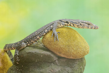 A young salvator monitor lizard hunts for small insects on a moss-covered rock. This reptile has the scientific name Varanus salvator.