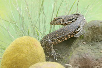 A young salvator monitor lizard hunts for small insects on a moss-covered rock. This reptile has the scientific name Varanus salvator.