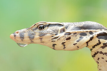 The head of a young, handsome and dignified Salvator monitor lizard. This reptile has the scientific name Varanus salvator.