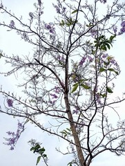 silhouette of a tree