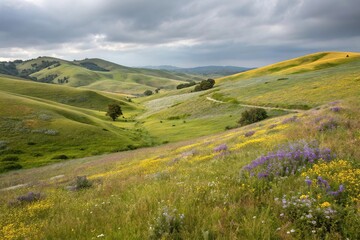 Obraz premium Rolling hills with wildflowers and grasses, scenery, hills