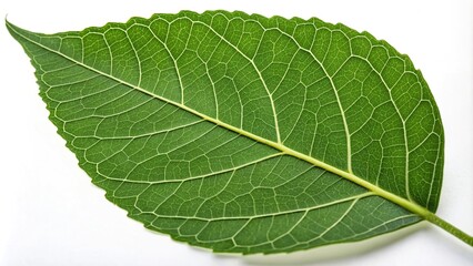 A close-up of a single large green leaf with intricate veins, leaf macro photography, green leaf texture, leaf details, nature photography