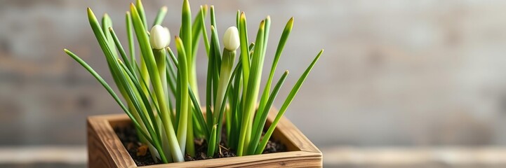 Fototapeta premium A few fresh spring onions sprouting in a small wooden planter, potted plants, planters