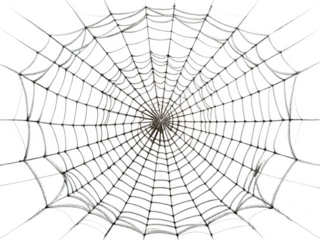 spider web isolated PNG