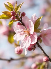 Fototapeta premium Close-up of a beautiful pink cherry plum flower in full bloom during spring season, vibrant, botanical, petal