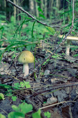 Amanita phalloides or death cap