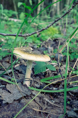 Amanita phalloides or death cap