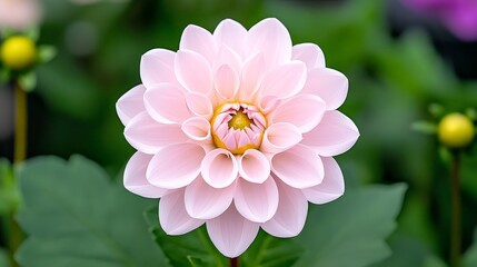 Obraz premium Elegant Pink Flower in a Tranquil Garden Setting
