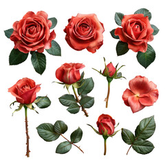 Fototapeta premium Varied Red Rose Blooms and Foliage Arrangement, Decorative Floral Elements, Botanical Illustration, Detailed and Lush Design Isolated on white background or PNG