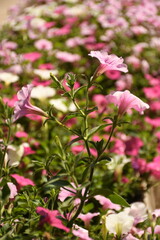 pink flowers in the garden