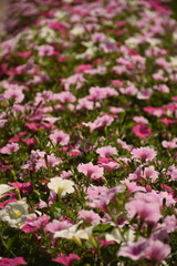 pink flowers in a garden