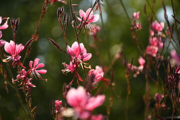pink flowers in the garden