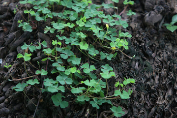 Green leaves nature background in the garden outdoor