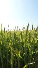 Obraz premium Lush green wheat field under bright sun on a clear sunny day, idyllic, sunlight