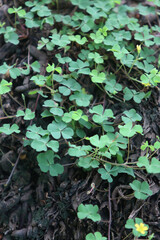 Green leaves nature background in the garden outdoor
