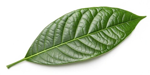 A single green cocoa leaf isolated on a white background, with intricate vein patterns and a glossy texture, leafy, close up, nature, foliage