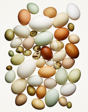 Assorted Eggs from Duck, Chicken, Quail, and Turkey in Food Still Life Composition
