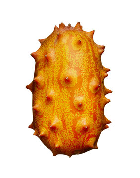 Whole Horned Melon on White Background Still Life