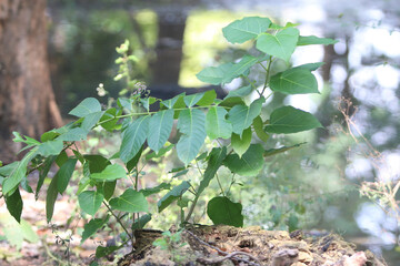 Green leaves nature background in the garden outdoor