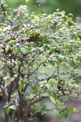 Green leaves nature background in the garden outdoor