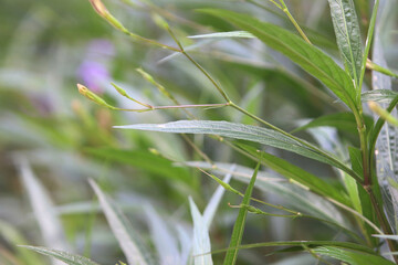 Green leaves nature background in the garden outdoor