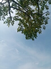 The beautiful and cool village atmosphere, plus the bright clouds with shady and calm trees, make the atmosphere even cooler and very calm. 