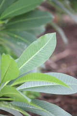 Green leaves nature background in the garden outdoor